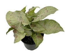 Milk Confetti Arrowhead Plant