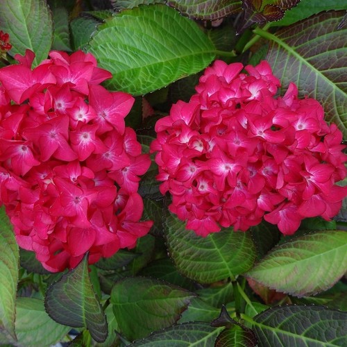 Gartenhortensie red baron - red,
