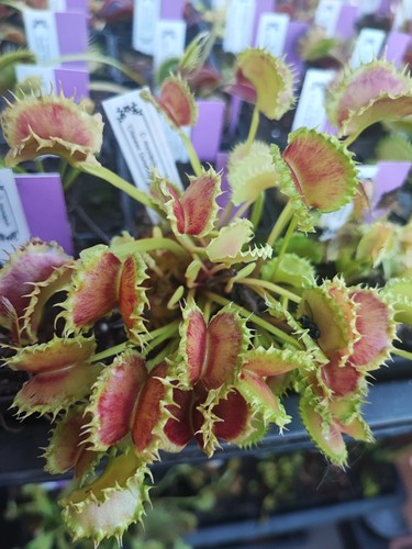 Dionaea muscipula chinese - muscipula, 'chinese