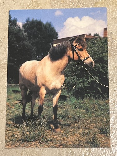 Pferdepostkarte pferde - pferdepostkarte,, ak