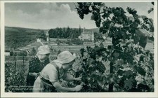 Ansichtskarte Haardt Weinstraße Weinlese Lese Personen (b135)