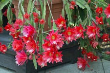 SAMEN exotische Blüten