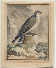  Osprey Buzzard original