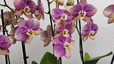 Orchidee Phalaenopsis Pinif