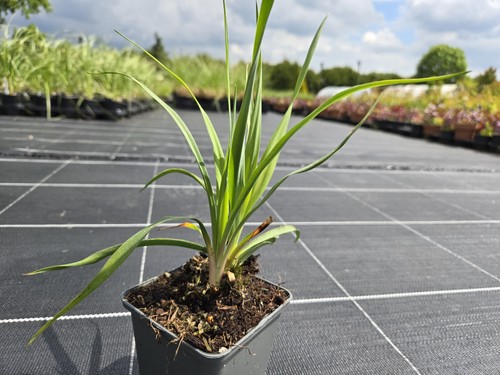 Fädige palmlilie yucca - fädige,