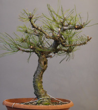 SK-02403, Pinus nigra, Schwarzkiefer, Prebonsai / Yamadori