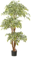 Ficus Benjamina var. 165cm
