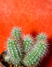 Echinocereus scheeri 8 cm groß Kaktus