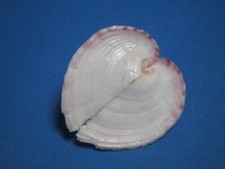 Corculum impressum Lightfoot