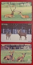 JAPAN___Rehe Hirsche deer___3