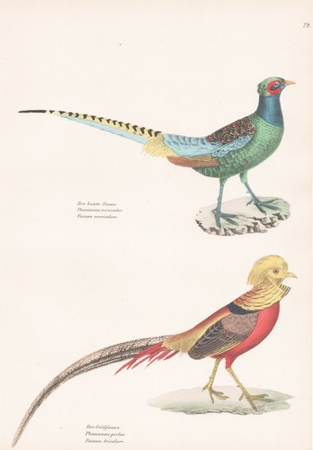 Gold fasan pheasant phasianus - fasan,