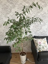 Eine Wunderschöne Pflanze Wie Neu Schön für Die Deko mit Der Vase Dazu !