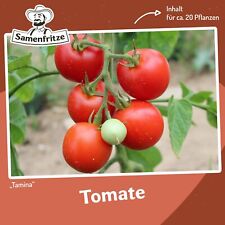 Tomatensamen Tamina für ca. 20 Pflanzen - deutsche Sorte, ertragreich und robust