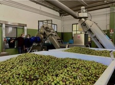 pure Olivenöl aus Portugal 5