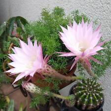 schöner Kaktus, bekommt tolle große Blüten ( siehe Bilder ) - ca 5 cm Ø