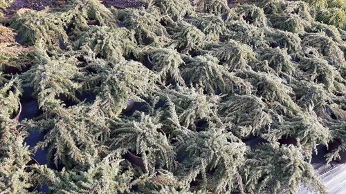 Juniperus com green carpet - juniperus,
