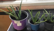 Echte Aloe Vera-Pflanze