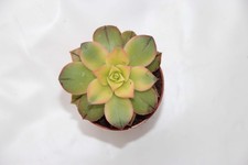 Aeonium kiwi