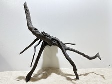 Schwarze Moorwurzel XL