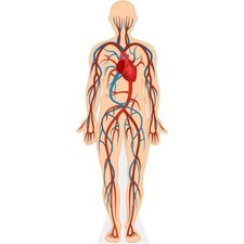 Human Body (Circulatory