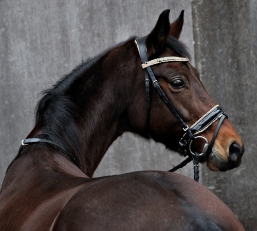 Snake leder trense - snake,