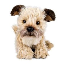 Border terrier hund - border,
