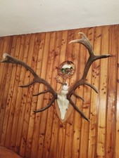 12 Ender Hirschgeweih