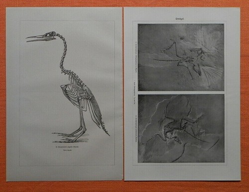 Archaeopteryx lithographica