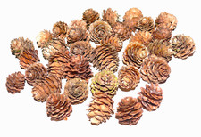 30 Lärchenzapfen, Naturbelassen, getrocknet/Floristik/Basteln/Dekoideen