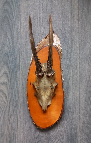 Rehgehörn jagdtrophäe mit - rehgehörn,
