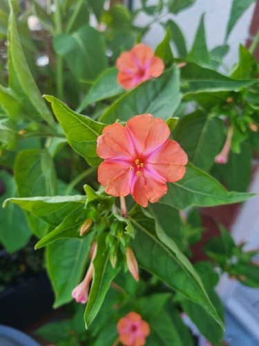 Wunderblume mirabilis 5 - *,