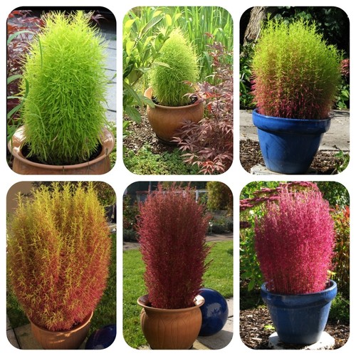 Sommerzypresse bassia scoparia - bassia,