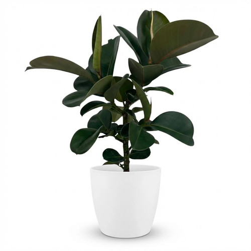 Ficus elastica cloe - elastica, 1