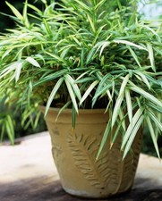 1 x Pleioblastus chino