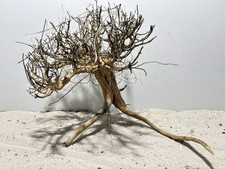 Aquariumwurzel, Etosha Tree 