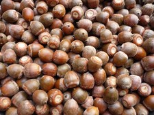 🌳 Eicheln der Roteiche --