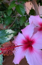 5 Stecklinge Hibiskus rosa sinensis in der Farbe  Zartrosa, nicht winterhart
