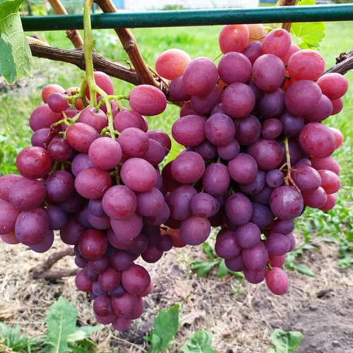 Weinrebe weintraube - weinrebe,