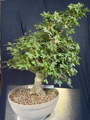 Feldahorn bonsai prebonsai - feldahorn,