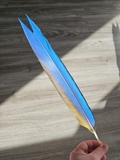 40 cm blau gelbe 💛💙