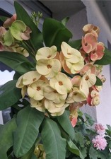 Euphorbia Milii Kaktus Sukkulenten Christusdorn, Zimmerpflanze