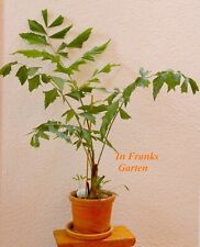 Caryota mitis, Fischschwanzpalme, Palme für Schatten, Zimmerpalme, 5 Samen