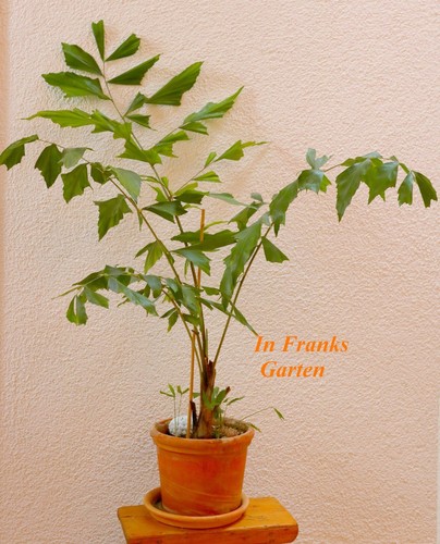 Caryota mitis