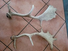 ABWURFSTANGEN Damhirsch Hundesncks Deko Hundefutter