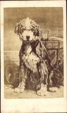 CdV Tierportrait, sitzender