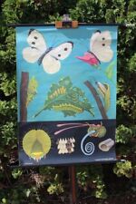 Rollkarte Schulwandkarte Wandkarte Kohlweißling Insekt Schulkarte Lehrkarte