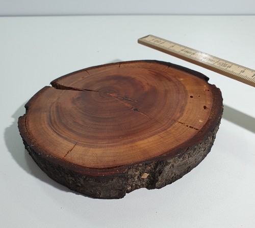 Pflaume holz stamm scheibe - pflaume,