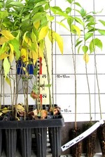 Maclura pomifera ,   Osagedorn / Osageorange  (3 Pflanzen)