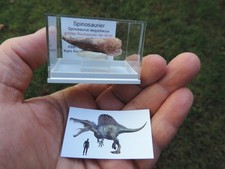 schöner Zahn vom Spinosaurus