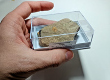 RAR Kambrium Hamatolentus